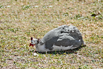 Image showing Guinea fowl sitting on grass