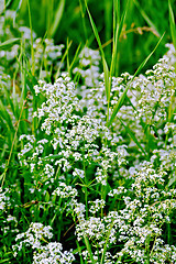 Image showing Stellaria white