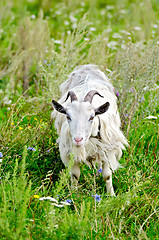 Image showing Goat white grazing on grass