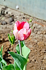 Image showing Tulip pink in the garden
