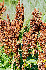 Image showing Rumex confertus