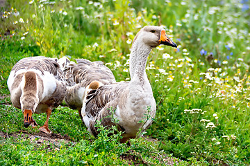 Image showing Geese gray on green grass