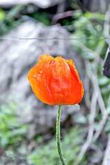 Image showing Poppy red on gray stone