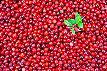 Image showing Lingonberry with sprig texture