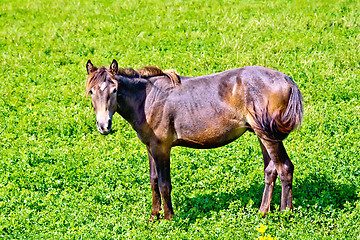 Image showing Horse brown on green grass