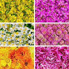 Image showing Set of textures different flowers