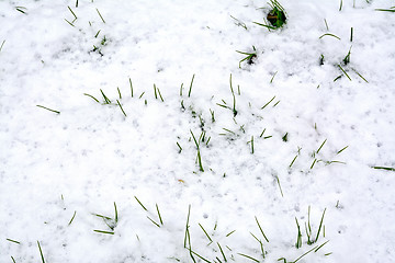 Image showing Grass green in the snow