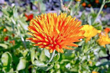 Image showing Calendula orange in the garden