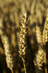 Image showing Wheat