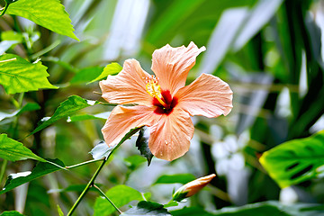 Image showing Hibiscus orange big