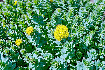 Image showing Rhodiola rosea blooming with green leaves