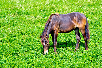 Image showing Horse brown on grass