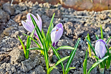 Image showing Crocuses purple on ground