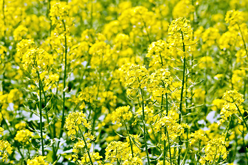 Image showing Rapeseed field yellow