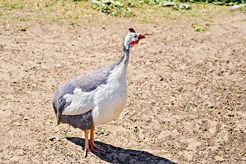 Image showing Guinea fowl in the sand