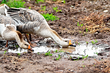 Image showing Geese gray imbibe from puddles