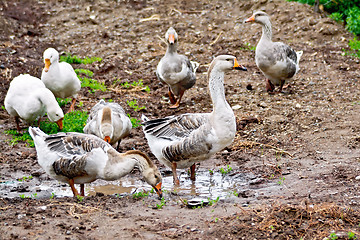 Image showing Geese gray on ground with puddle