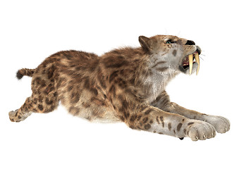 Image showing Big Cat Smilodon