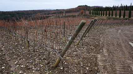 Image showing \r	Wineyard in the winter 				