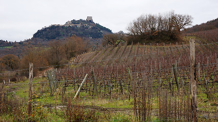 Image showing Wineyard in the winter 