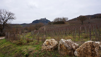 Image showing Wineyard in the winter 