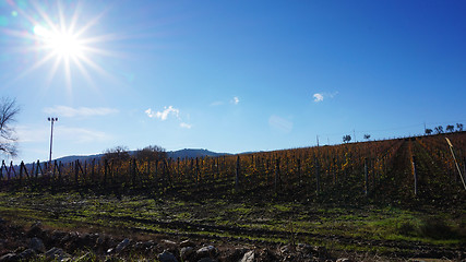 Image showing \rWineyard in the winter 					