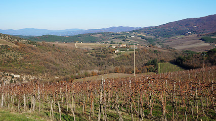 Image showing \rWineyard in the winter					