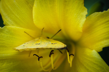 Image showing Cloudless Sulphur Phoebis Sennae