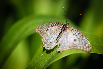 Image showing White Peacock Anartia Jatrophae