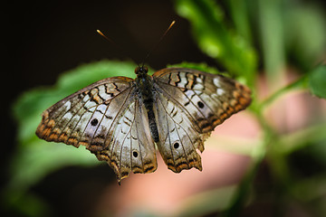 Image showing White Peacock Anartia Jatrophae