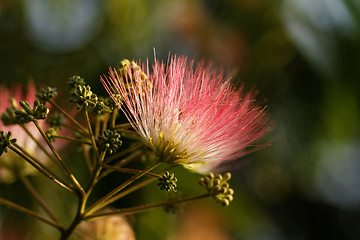 Image showing Flowers of acacia