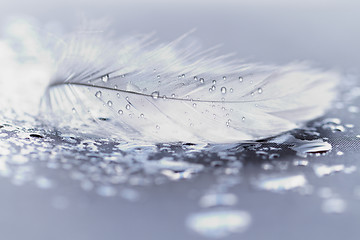 Image showing White feather with water drops