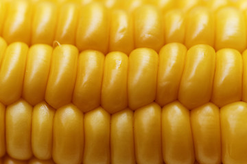 Image showing Corn background