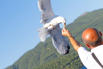 Image showing Seagull