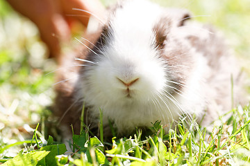 Image showing Cute bunny