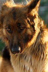 Image showing German shepherd dog