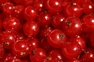 Image showing Background red currants