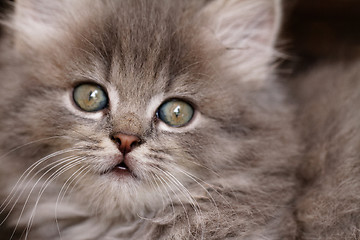 Image showing Beautiful grey kitten