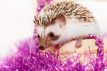 Image showing A cute little hedgehog - ( African white- bellied hedgehog )