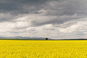 Image showing Colza field