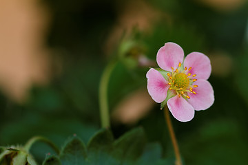 Image showing Beautiful flower of strawberry in nature