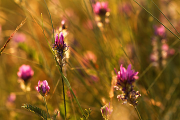 Image showing Meadow at sunset