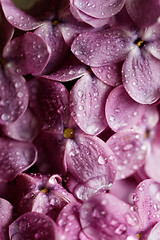 Image showing Purple lilac