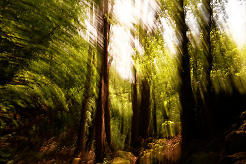 Image showing Blurred trees background