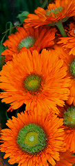 Image showing Orange Daisy
