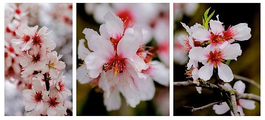 Image showing Cherry Blossom Collection