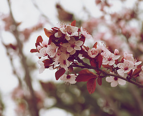 Image showing Cherry Blossom