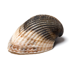 Image showing Seashell