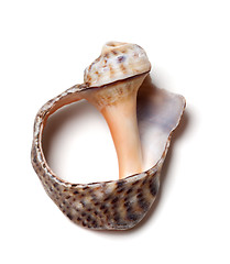 Image showing Empty broken rapana shell on white background