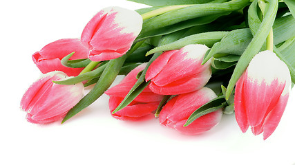 Image showing Spring Tulips